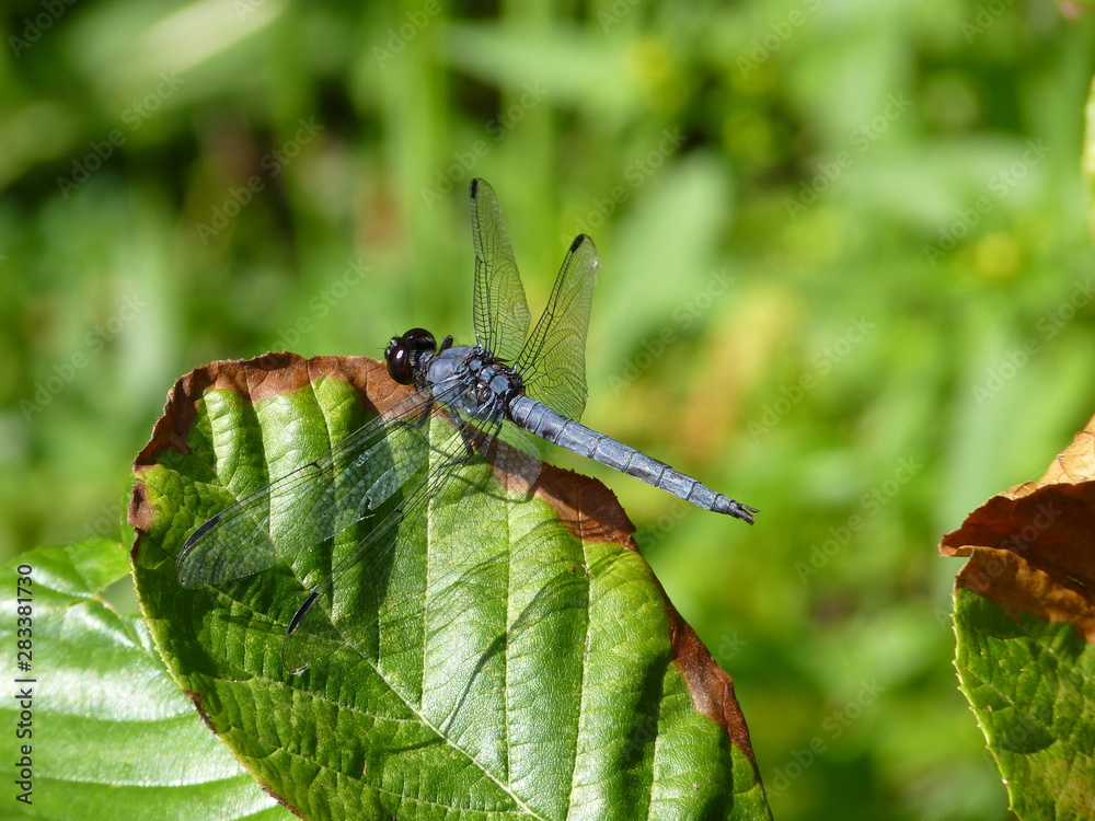 Slaty Skimmer, Rhode Island, USA Slaty Skimmer, Rhode Island, USA