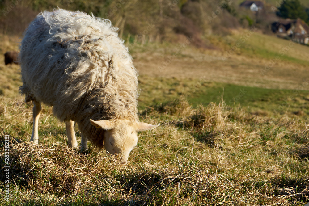 Lonely sheep eating grass in the field with a view of the village. Close up Lonely sheep eating grass in the field with a view of the village. Close up