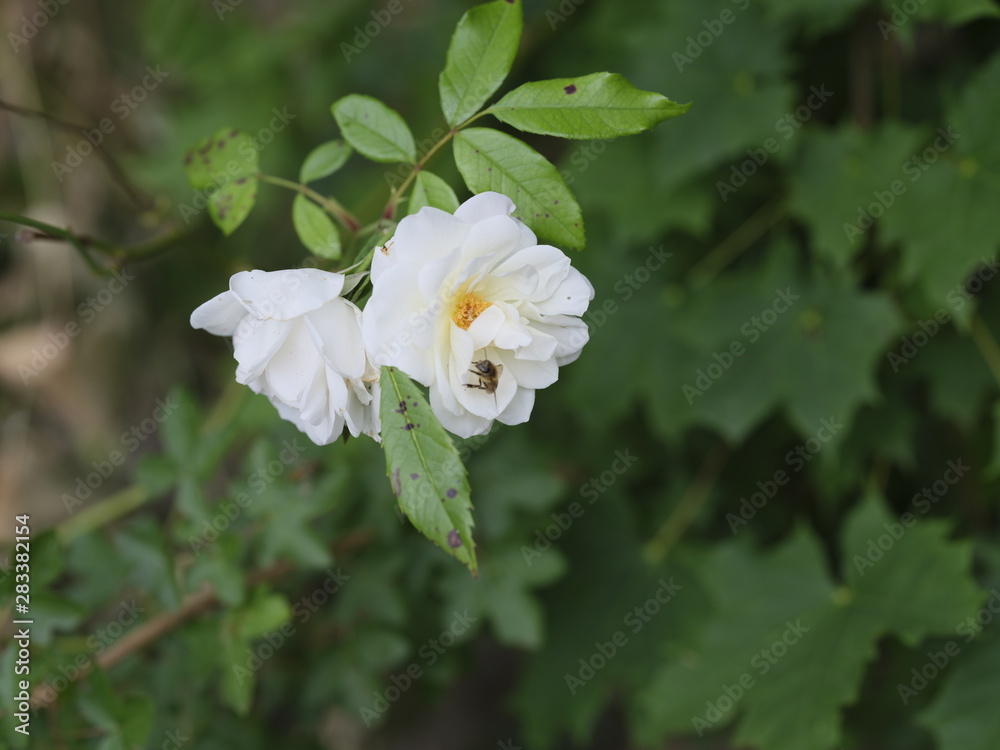 real wild roses attract real fast insects real wild roses attract real fast insects