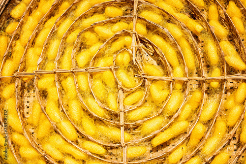 Crafts and craftsmanship. Silk raising for silk threads. Row of bamboo weave, a worm cocoons basket. Group of silkworm in yellow cocoon on weave basket craft background. photo