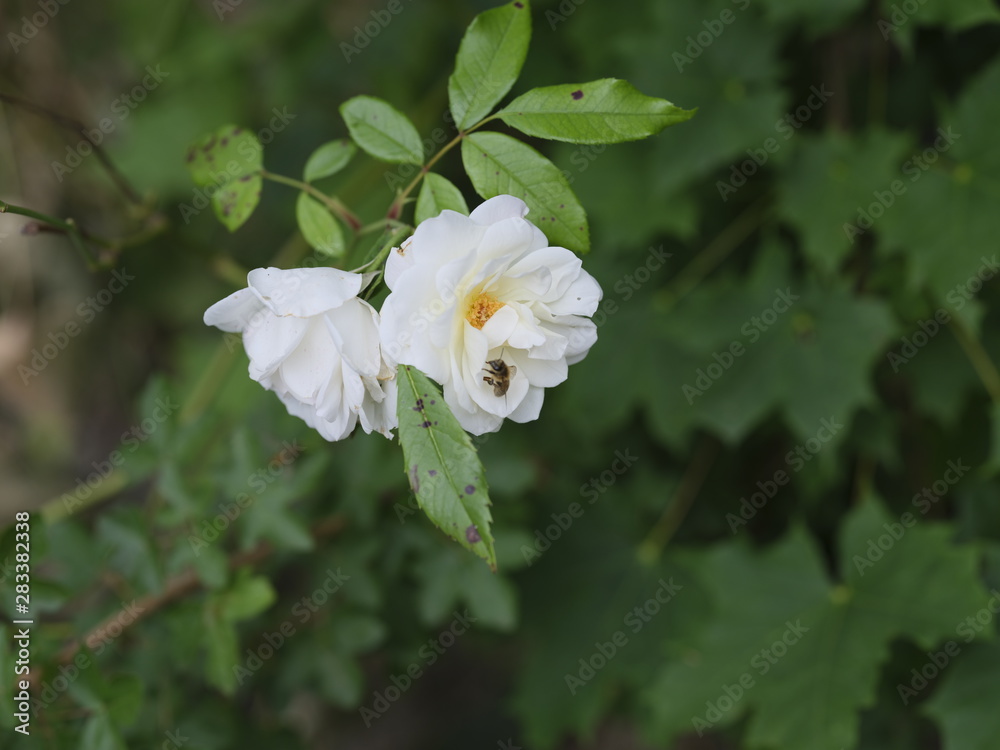 Fototapeta premium real wild roses attract real fast insects