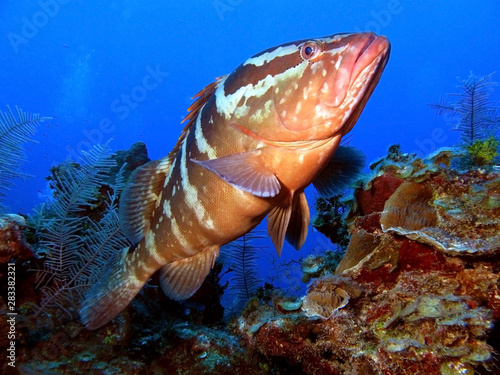Grouper on a Reef 
