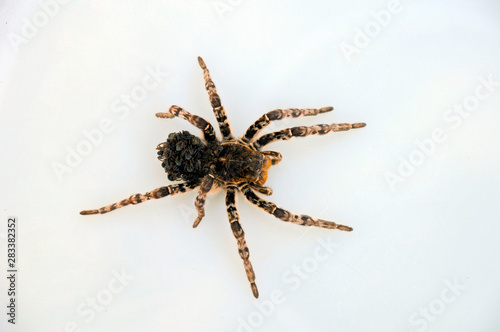Spider night wolf with small spiders on its back on a white background.