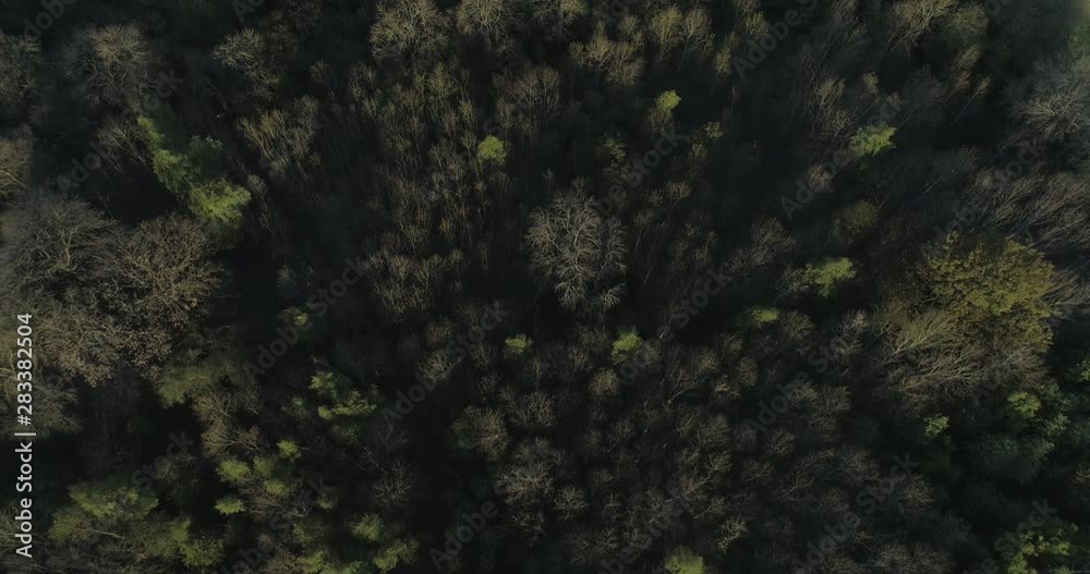 Aerial shot of flying above a leafy forest. Aerial shot of flying above a leafy forest.
