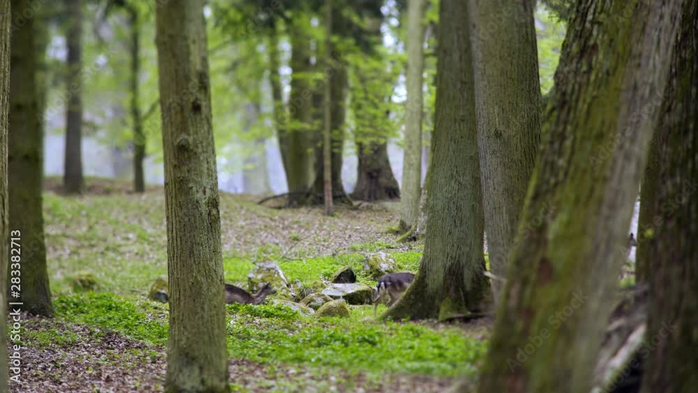 Distant view herd of young deer grazing between trees in spring forest. Fairy landscape in the early time with running animal lateral motion shot through trunks on foreground. Concept animal sanctuary Distant view herd of young deer grazing between trees in spring forest. Fairy landscape in the early time with running animal lateral motion shot through trunks on foreground. Concept animal sanctuary