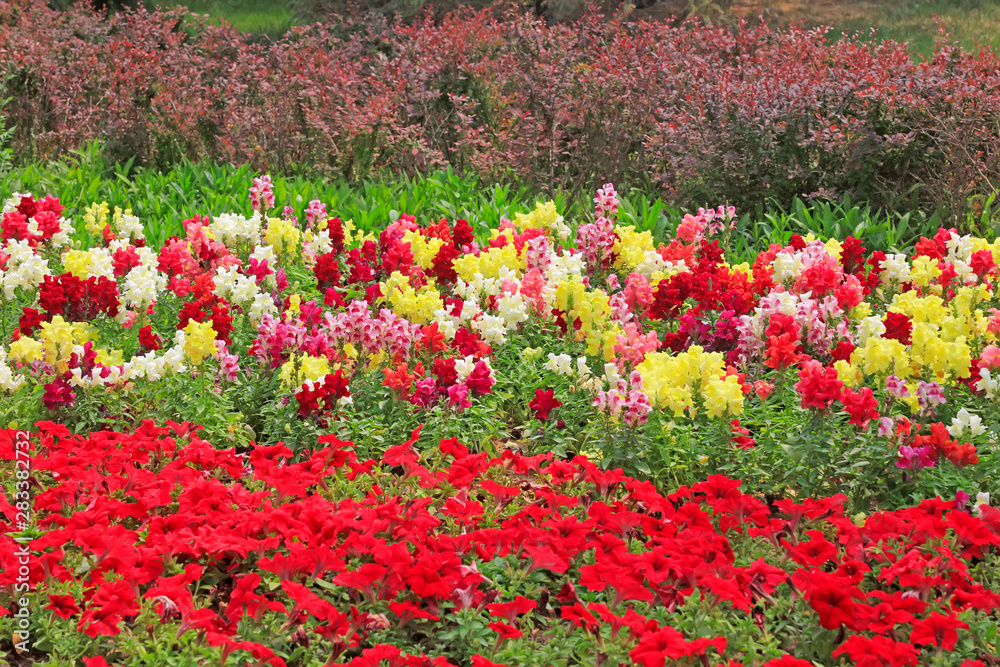 Snapdragon in the garden