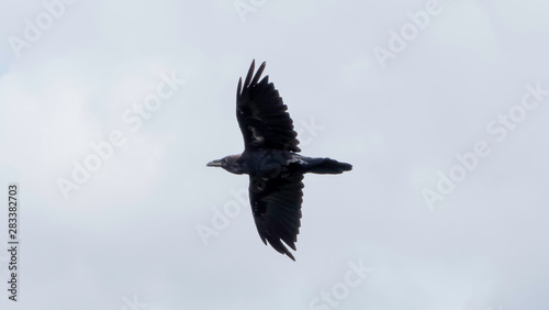 crow in flight © Brad