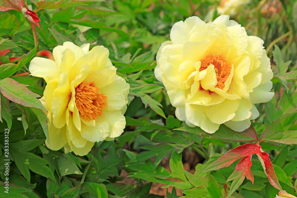 Peony flower in the garden Peony flower in the garden