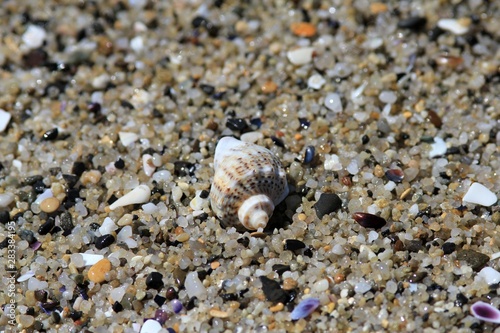The shell of Rapana in the Black sea