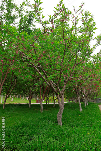 orchard Natural scenery