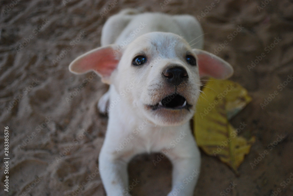 dog with a bone