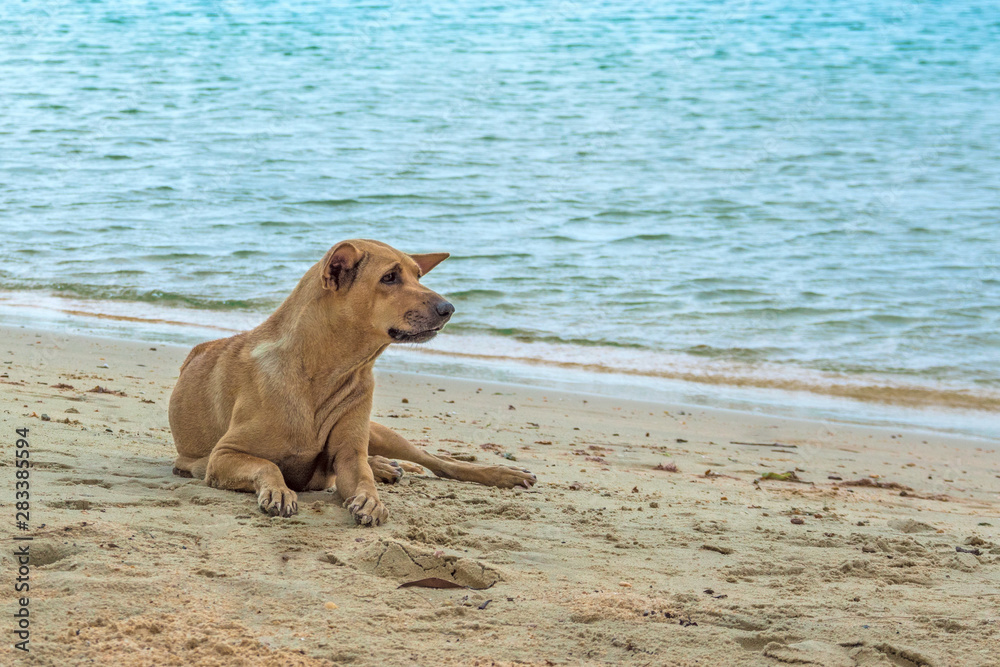 dog on beach