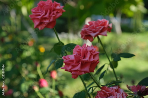 Beautiful roses in the park