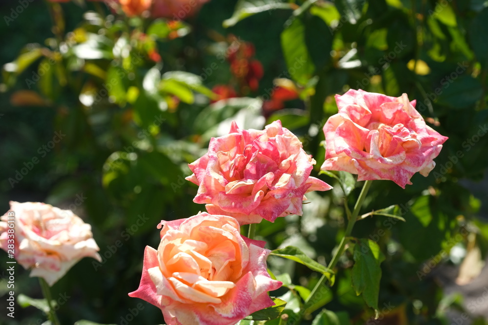 Beautiful roses in the park