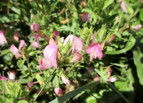 gros plan lumineux d un groupe de fleurs roses de bugrane rampante  ononis repens  en milieu naturel