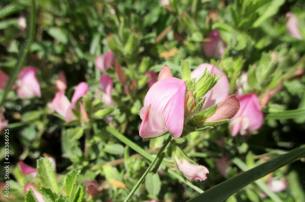 gros plan lumineux  des fleurs roses tendres de bugrane rampante (ononis repens) en milieu naturel