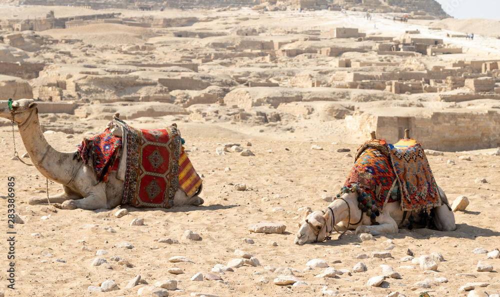 Fototapeta premium pyramids of giza in egypt