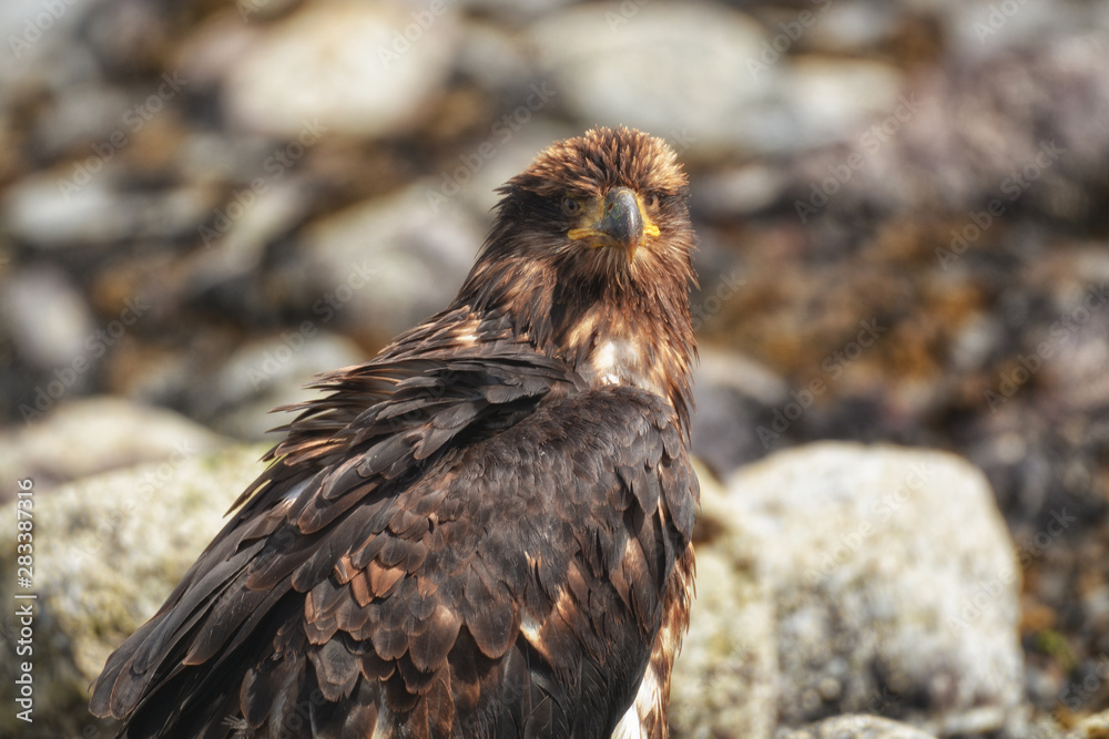 Fototapeta premium Head of a juvenile Bald Eagle looking at the camera from the side.