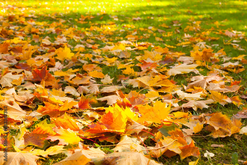 Nature Autumn Background with maple leaves Nature Autumn Background with maple leaves