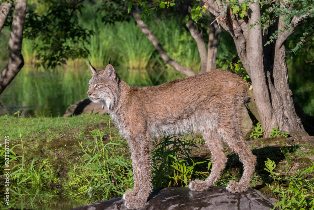 Canada Lynx standing under a nice Grouping of Trees Canada Lynx standing under a nice Grouping of Trees