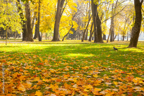 Autumn city park with fallen maple leaves