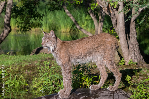 Canada Lynx standing under a nice Grouping of Trees
