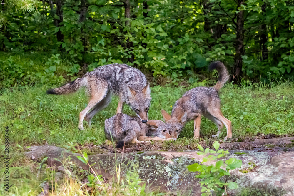 Fototapeta premium Coyote watching over Pups as they Eat