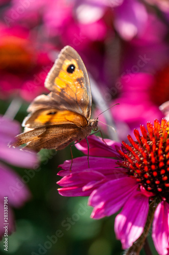macro papillon posé sur fleur