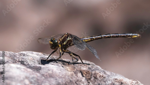 dragonfly close up © Brad