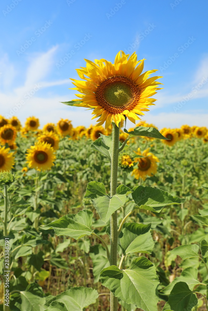 Sunflower against the sky with clouds