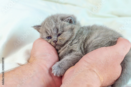 little kitten in a hand