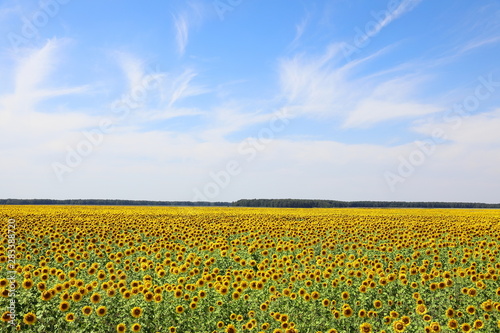 Picturesque landscape with sunflowers in the Altai region of Russia