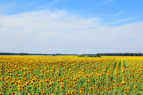 Picturesque landscape with blooming sunflowers on the field