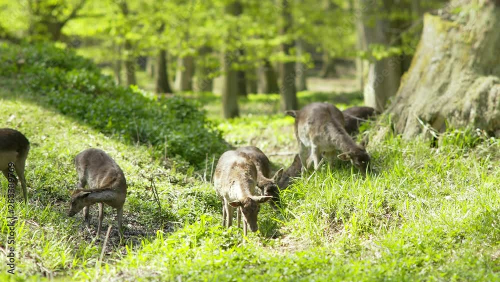 Herd of young deer grazing between trees in spring forest. Close-up view animals feeding fresh grass on hills in fine sunny day, shot on tilt-shift lens, small dof effect. Concept animal sanctuary Herd of young deer grazing between trees in spring forest. Close-up view animals feeding fresh grass on hills in fine sunny day, shot on tilt-shift lens, small dof effect. Concept animal sanctuary