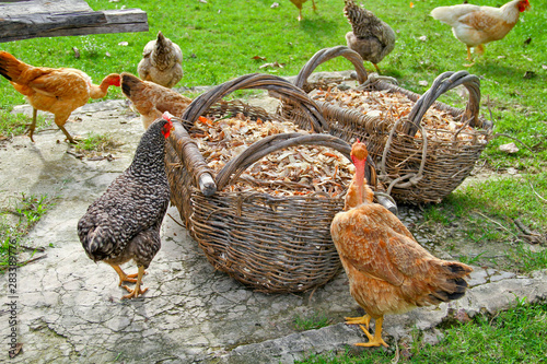 Photography Galinha Caipira comendo casca de mandioca. Amazônia, Brasil