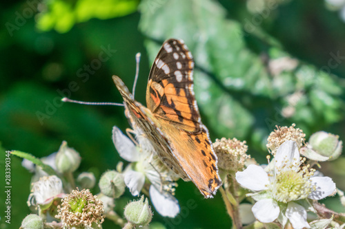 colorful butterfly perched on flower photo