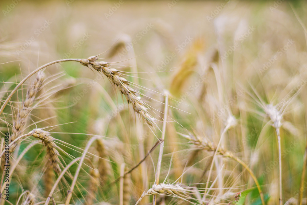 Fototapeta premium field of wheat