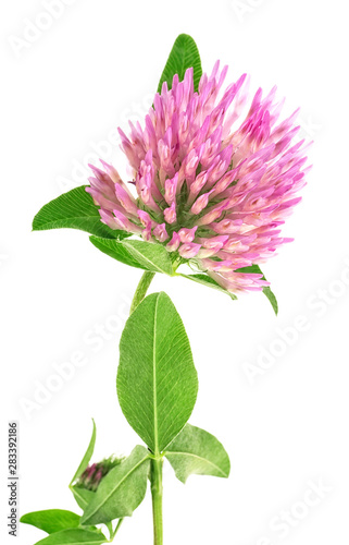 Clover flower on a stem with green leaves isolated on white background