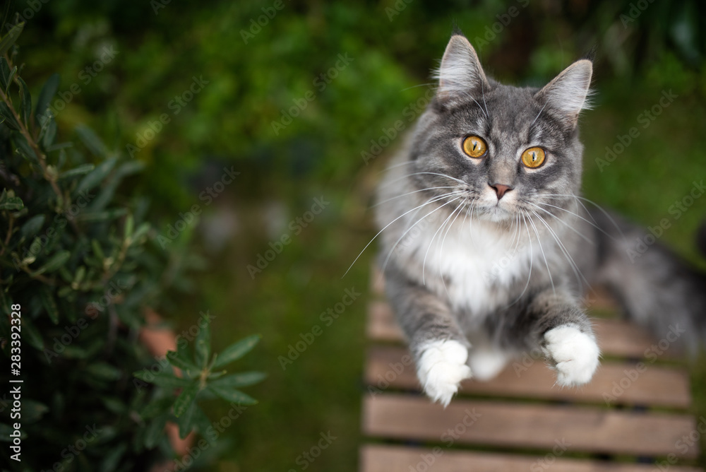 high angle view of a playful curious young blue tabby maine coon cat with white paws moving up begging on garden table outdoors high angle view of a playful curious young blue tabby maine coon cat with white paws moving up begging on garden table outdoors