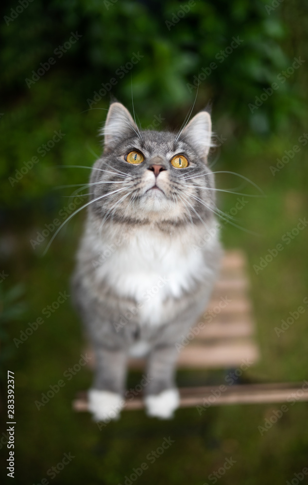 young blue tabby maine coon cat with white paws standing on wooden garden chair looking up begging outdoors in the back yard