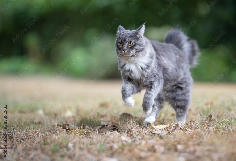 young blue tabby maine coon cat with white paws running over the grass outdoors in the back yard looking curiously