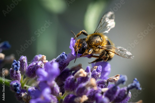 Honigiebe auf Lavendel Blüte © Markus