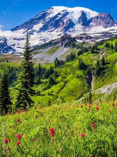 Wildflowers at Mount Rainier National Park