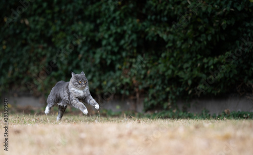 playful young blue tabby maine coon cat with white paws running jumping over the grass in the back yard with ears folded back © FurryFritz