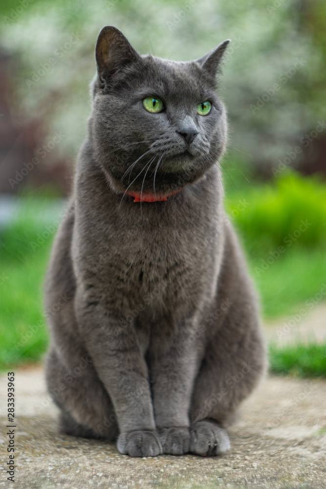Cat with a red collar of breed Russian blue Cat with a red collar of breed Russian blue
