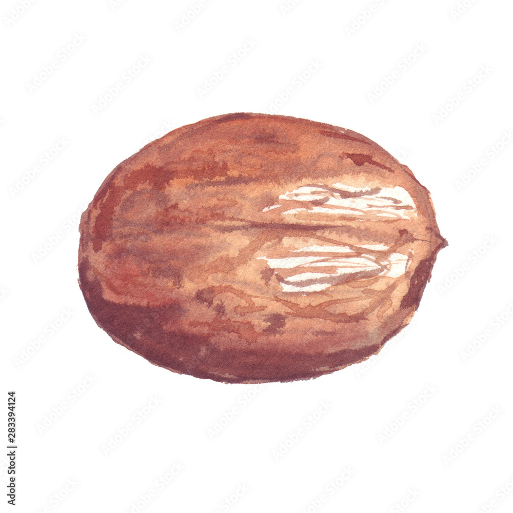 Inshell brown walnut fruit used as a spice. Watercolor illustration painted on a white background. Inshell brown walnut fruit used as a spice. Watercolor illustration painted on a white background.