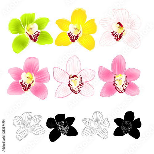 Tropical Orchid Cymbidium green pink yellow white flower realistic  and outline and silhouette on white background vintage vector illustration editable hand draw