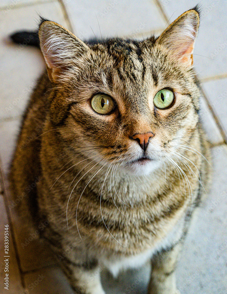Katze Katze