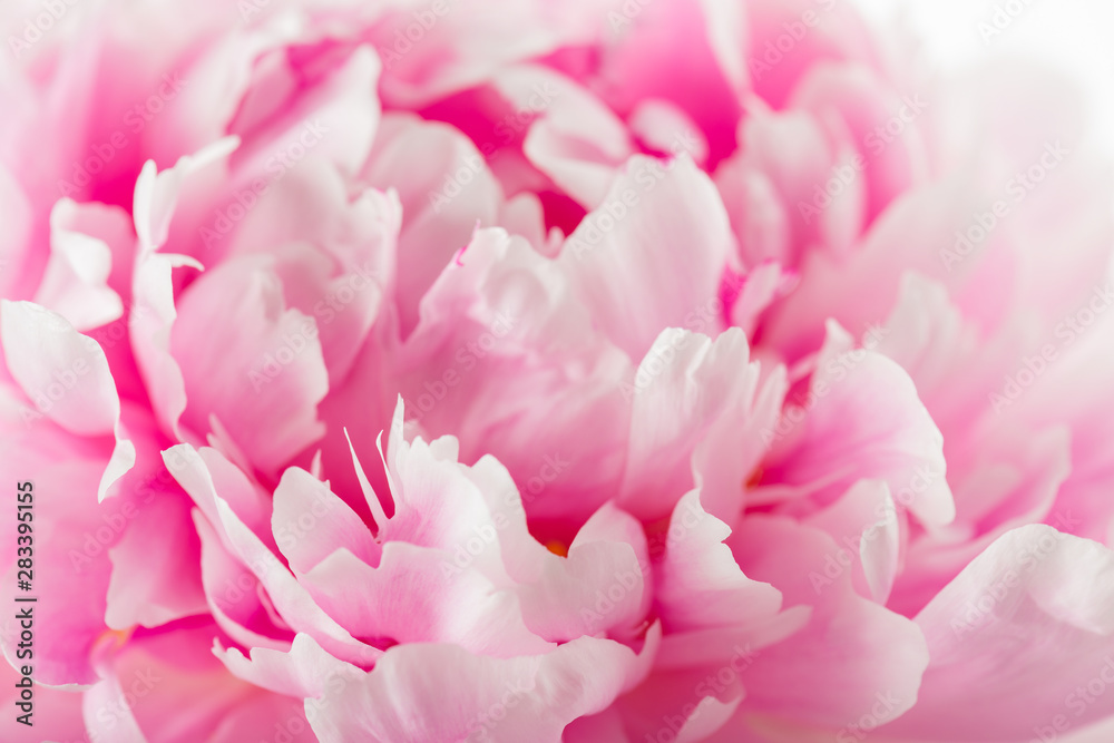 Pink peony flower