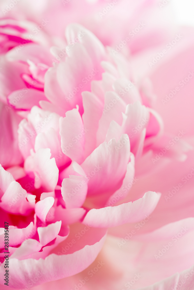Fototapeta premium Pink peony flower